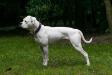 CH. ABNA. CH NKC Justayton/Mightybull Bubble Coco