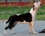 Tatar's Long Step Besty
