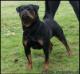Bali Zara Cro Rott