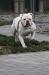 Swampdogs Southern Bailey of Nigel American Bulldogs