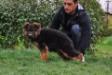 Nando Team Busco