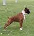 Multi CH & International CH Hannibal BOXERDELMAR