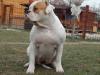 Black Diamonds Sweet Amber of Hell's Gate Guardian Kennel