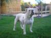 Happy Hunter Apolló of Hell's Gate Guardian Kennel