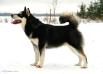  YellowSnow Malamutes Black Bagou