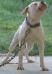 Warrior's Temple Kennel's Deacon Frost