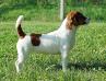 LV<&EST& BALT JCH, Duckling's JR Just Fair Play