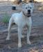 Cyclone Bulldogs FBK's Buster 06
