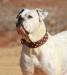 Cyclone Bulldogs W&B's Lilly