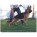 Xandor kuwait k9-team