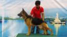nishan`s diva