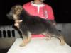 nishan`s chipsy