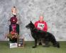 AOE 3X SEL.EX.DUAL AWARD EX. GCH. Laslar-Candia's Black Bart