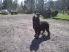 Clark's Shadowy Onyx Beauty