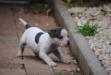  MBK's Cleo of Comito