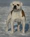 CH BLR,BREED, GRAND, RUS, MOL Vadi Hallfa On'Line
