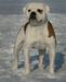 CH BLR,BREED, GRAND, RUS, MOL Vadi Hallfa On'Line