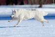RUS JCH, RUS CH Baltic Beauty Emotion