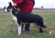 <span style="color: darkred">RB CH</span> Lewcinkas Bree Vom Phenom <span style="color: darkblue">QUESTION IF THIS DOG COMES FROM PUREBRED GSDs</span>