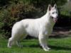 Farouk of trebons berger blanc