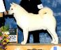 AKC GCH Regalia's High Noon Cooper