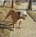 BIg Deal Bulldogs Mr Biggs  AKA Roger