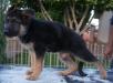 Hercules vom Flova