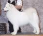 GCH Wintersong's Genuine Swiss Movement