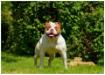  Caninedogproject Gracieuse Gifle Bulldog-Crew