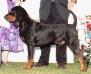 CH (AKC) Windbourne Ace Of Spades