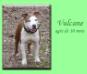 Vulcane de la maison d este