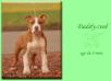Daddy-cool de la maison d este