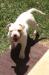 Sharps Tru Legacy of Nigel American Bulldogs aka 