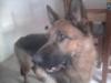 Dunka De La Dulce Laika