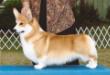 MBISS GCH Linincorgi's Livin' On A Prayer