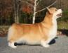 BISS AM CH Linincorgi Northwynd Everlasting