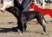 <span style="color: darkred">CH</span> ANDONAS PRETTY XENA WARRIOR RN.JC. <span style="color: darkblue">Rally-o novice title dog obedience.  Junior courser Lure title Field</span>