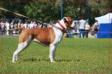 Bulldrow Cinnamon Paty