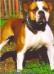 Bulldrow Constancia