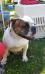 SLK Thunder Bull Of CB Bulldogs