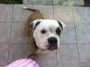 CB Bulldogs Gily