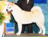 AKC CH Baycrest's Catch the Wave