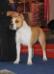 CH WHITE-amSTAFF Celia Solis