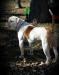 Dailey's Sparta @ Warrior American Bulldogs