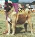 AKC/CAN CH Don-D's Dietka Of The H O T