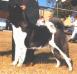 AKC CH Tamarlane's Vanessa