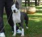 Amstaff Camarilha Bantim Miriel