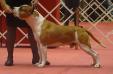 INT CH, GR BR CH Master staffs & champion´s line bunkker