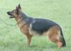 Stand By Me Vom Sonnenhund