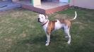CB Bulldogs Spike